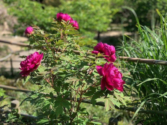 植物公園に