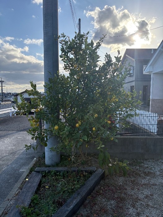 レモンの木