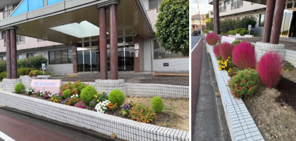 コキア（箒木）