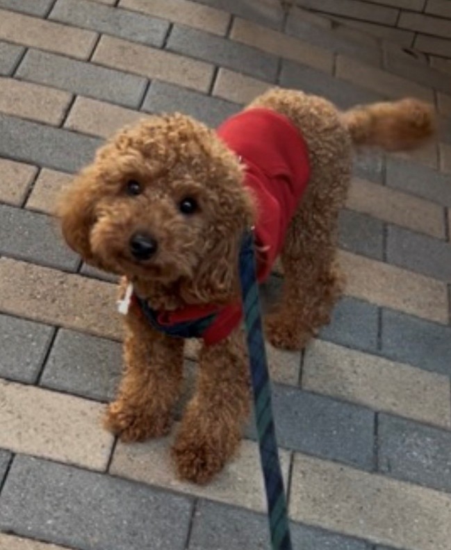 犬